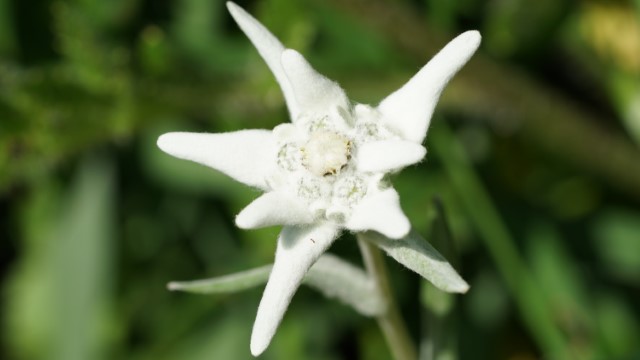 Physalis Bellheim Praxis für Physiotherapie Rehabilitation und Prävention