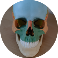 Physalis Bellheim - Praxis für Physiotherapie Kiefergelenksbehandlung